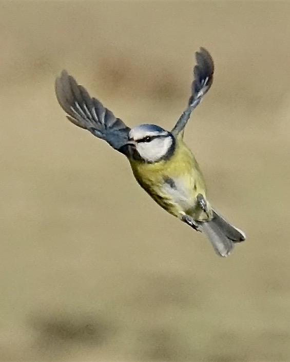 blue tit